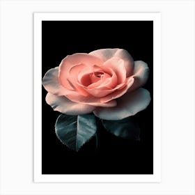 Pink Rose 69 Art Print