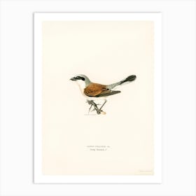 Red Backed Shrike Male (Lanius Collurio), The Von Wright Brothers Art Print