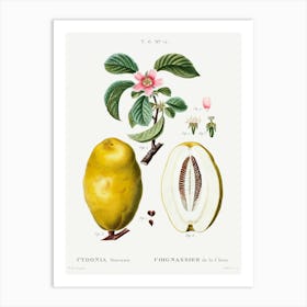 Chinese Quince, Pierre Joseph Redoute Art Print