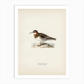 Red Necked Phalarope, The Von Wright Brothers Art Print