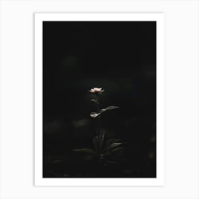 Single Flower In The Dark 105 Art Print