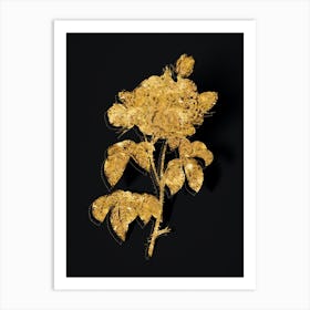 Vintage Vintage Duchess of Orleans Rose Botanical in Gold on Black Art Print