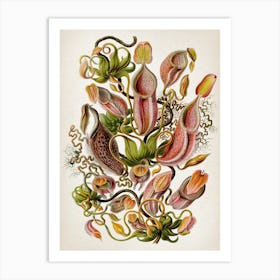 Vintage Haeckel 4 Tafel 62 Kannenpflanzen Art Print