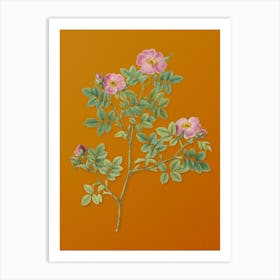 Vintage Rose Corymb Botanical on Sunset Orange n.0768 Art Print