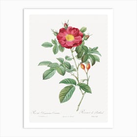 Red Portland Rose, Pierre Joseph Redoute Art Print