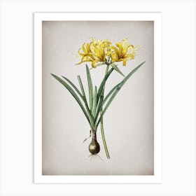 Vintage Golden Hurricane Lily Botanical on Parchment n.0039 Art Print