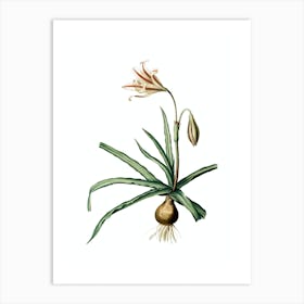 Vintage Amaryllis Broussonetii Botanical Illustration on Pure White n.0765 Art Print