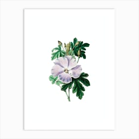 Vintage Wray's Hibiscus Flower Botanical Illustration on Pure White n.0895 Art Print