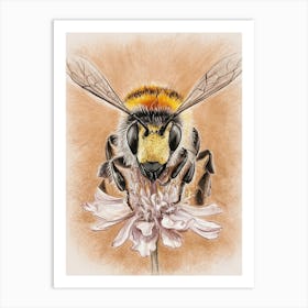 Bee On A Flower Art Print