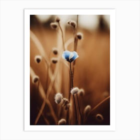 Blue Corn Flower No 3 Art Print