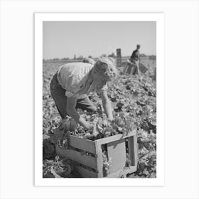 Putting Lettuce In Crates In The Field Canyon County, Idaho By Russell Lee 1 Art Print