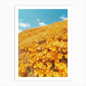 California Poppies Art Print