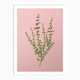 Vintage Cat Thyme Plant Botanical on Soft Pink n.0541 Art Print