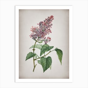 Vintage Common Pink Lilac Plant Botanical on Parchment n.0041 Art Print