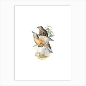 Vintage Fawn Breasted Bowerbird Bird Illustration on Pure White n.0063 Art Print