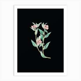 Vintage Long Branched Enothera Botanical Illustration on Solid Black n.0460 Art Print