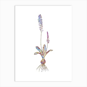 Stained Glass Scilla Obtusifolia Mosaic Botanical Illustration on White n.0324 Art Print