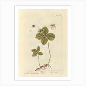 Flowering Plant 1 Art Print