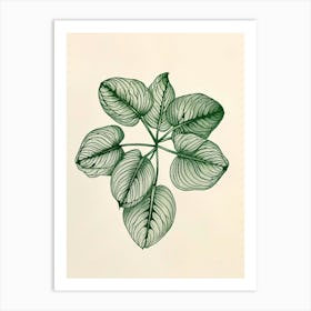 Fittonia Maranta Botanical Line Illustration 3 Art Print