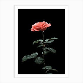 Single Rose On Black Background 41 Art Print