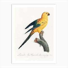 The Sun Parakeet From Natural History Of Parrots, Francois Levaillant Art Print