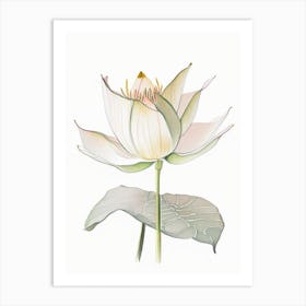 American Lotus Pencil Illustration 6 Art Print