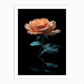 Peach Rose 33 Art Print