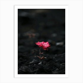 Flower In The Dark 42 Art Print