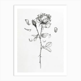 English Rose Petals Line Drawing 2 Art Print