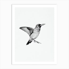 Raven B&W Pencil Drawing 1 Bird Art Print