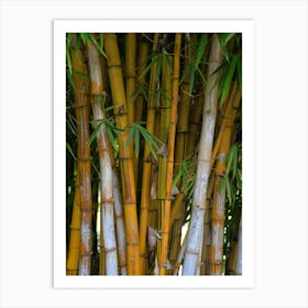Bamboo Tree Photo Art Print