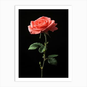 Pink Rose Isolated On Black Background 8 Art Print