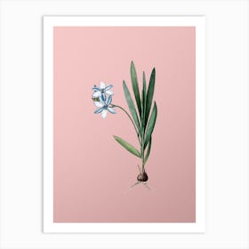 Vintage Gladiolus Plicatus Botanical on Soft Pink Art Print