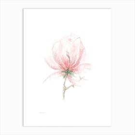 Magnolia Flower Art Print