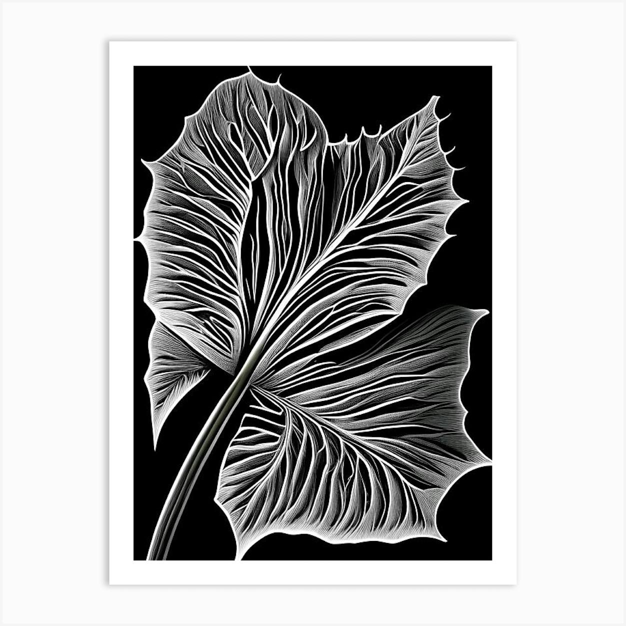 Papaya Leaf Skecth, Leaf Drawing, Papaya Drawing, Papaya Sketch PNG and  Vector with Transparent Background for Free Download