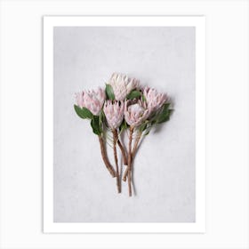 Pink Protea Bouquet Art Print