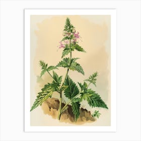 Vintage Illustration Mountain Spleenwort 1 Art Print