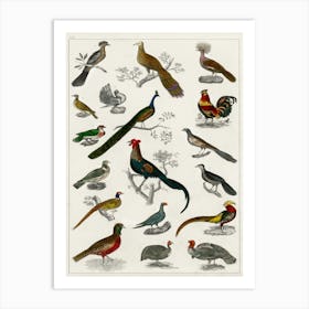 Collection Of Various Birds,  Oliver Goldsmith   Art Print