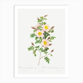 Rosa Pimpinellifolia, Pierre Joseph Redoute Art Print