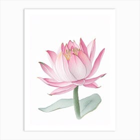 Pink Lotus Pencil Illustration 1 Art Print