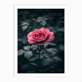 Rose In The Dark 24 Art Print