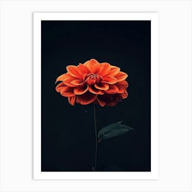 Orange Dahlia Flower 1 Art Print