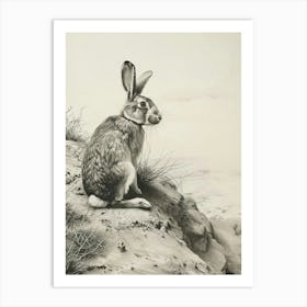 American Sable Rabbit Drawing 1 Art Print