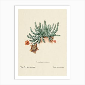Starfish Cactus, Familie Der Cacteen 1 Art Print