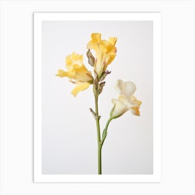 Pressed Flower Botanical Art Freesia 3 Art Print