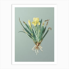 Vintage Crimean Iris Botanical Art on Mint Green n.0564 Art Print