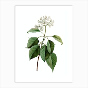 Vintage Pagoda Dogwood Botanical Illustration on Pure White n.0705 Art Print