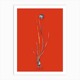 Vintage Allium Foliosum Black and White Gold Leaf Floral Art on Tomato Red n.0466 Art Print