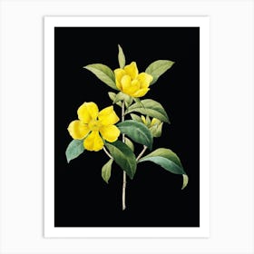 Vintage Golden Guinea Vine Botanical Illustration on Solid Black n.0698 Art Print