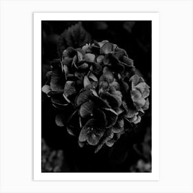 Black on Black Hydrangea Art Print